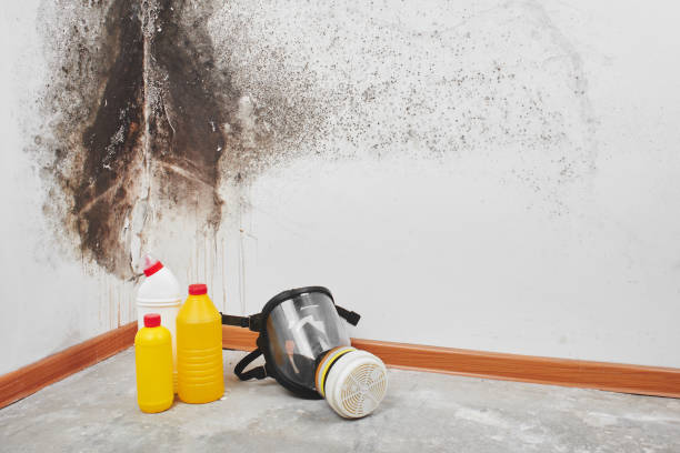 Best Mold Remediation  in Pahoa, HI