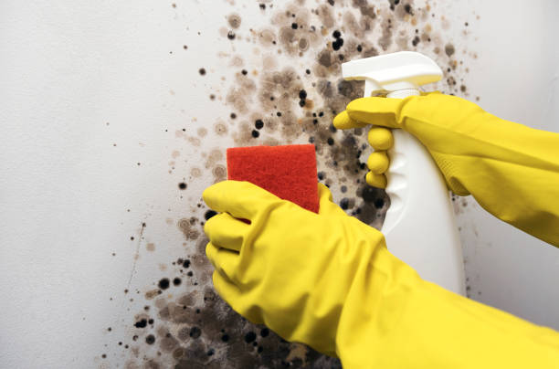 Best Attic Mold Removal  in Pahoa, HI