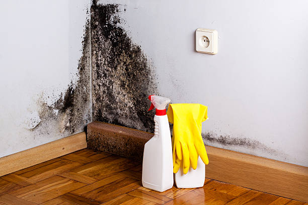 Professional Mold Removal in Pahoa, HI