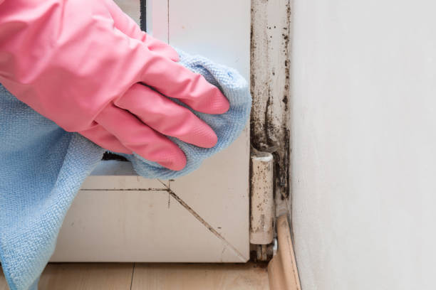 Best Black Mold Removal  in Pahoa, HI